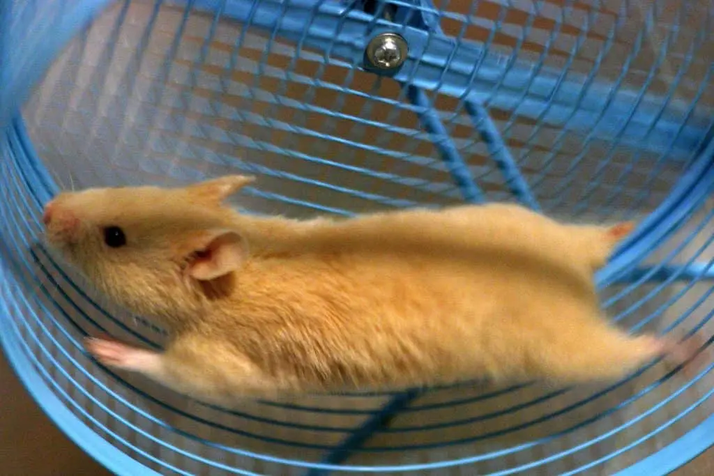 A light brown hamster is stretched out while running quickly inside a blue exercise wheel, its elongated, energetic form bringing to mind the tireless spirit often described in prison writing.