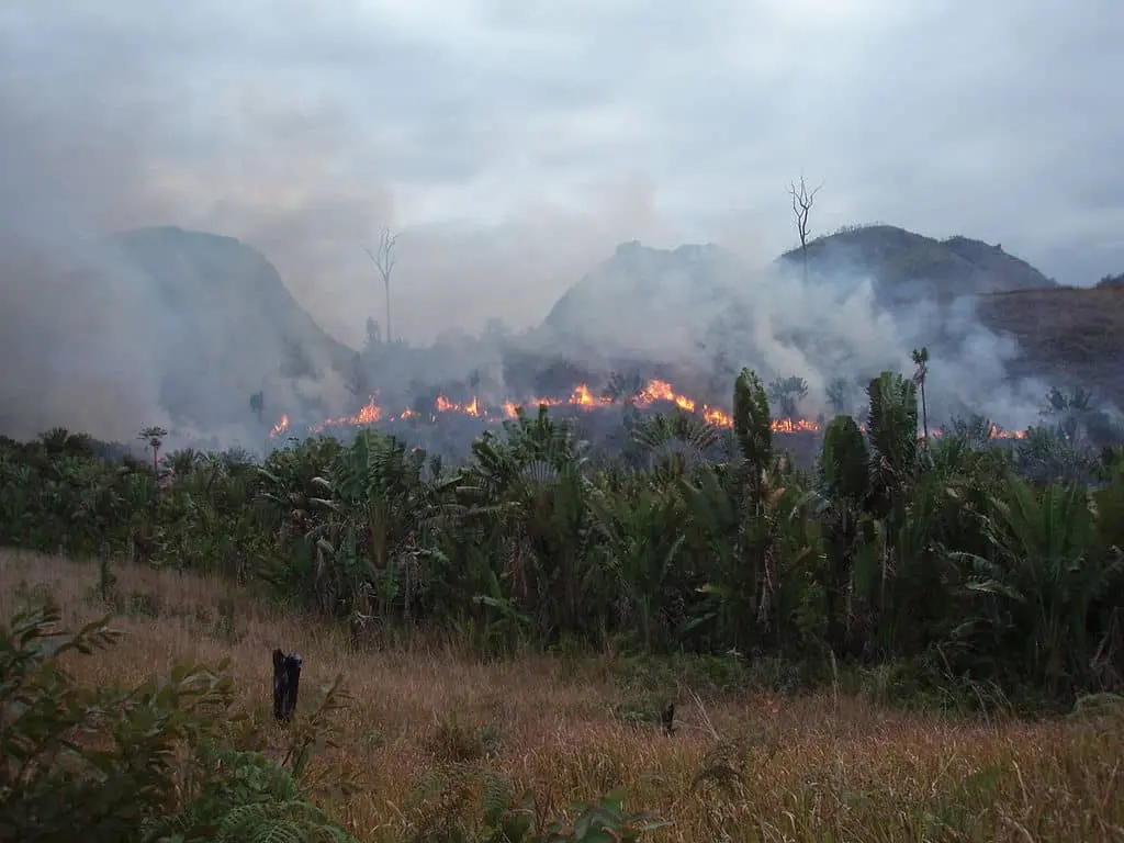 A wildfire burns through vegetation at the base of hills, with orange flames and thick smoke rising into a cloudy sky, while green plants remain untouched in the foreground.