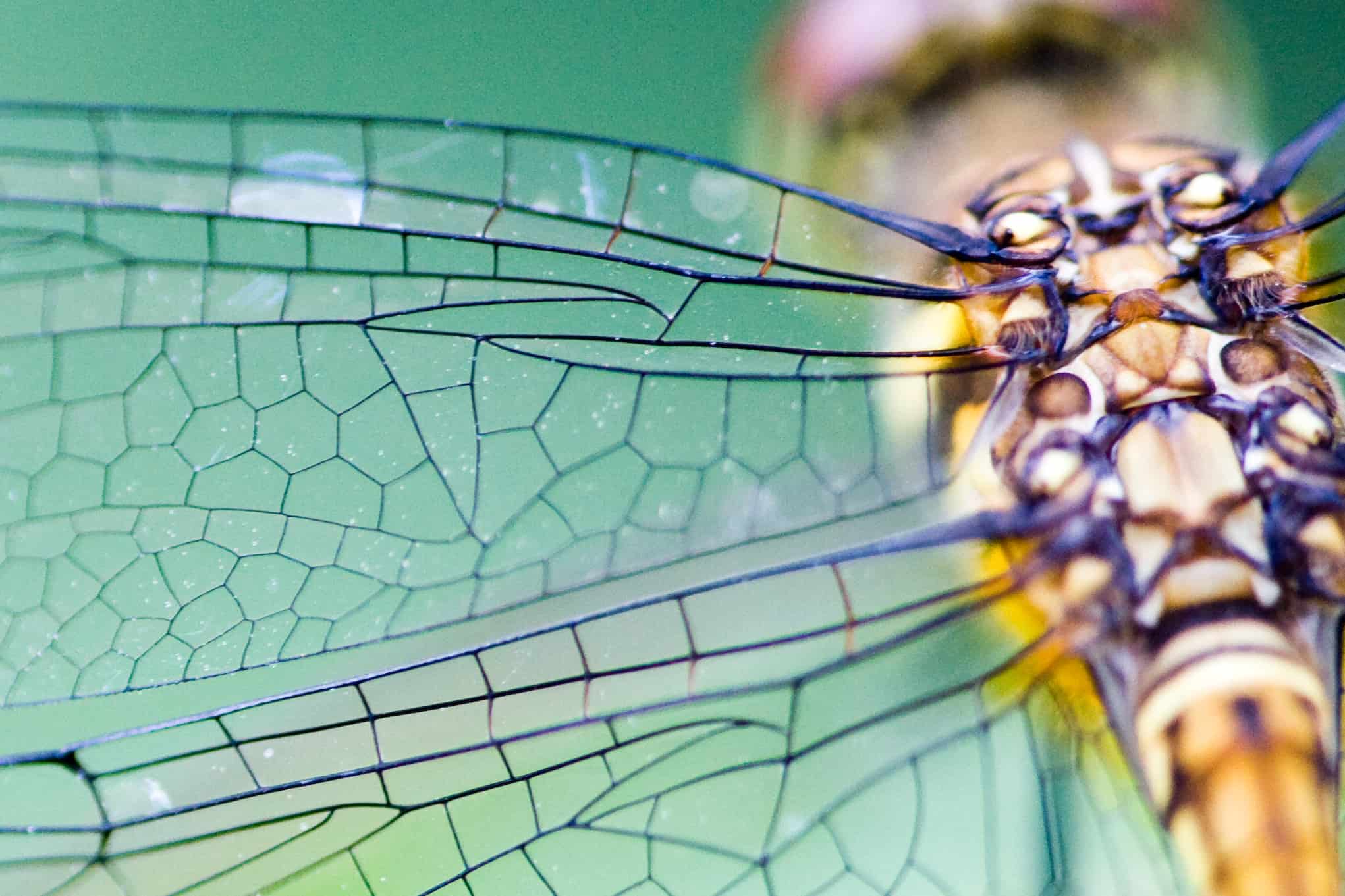 Close-up of a dragonfly’s intricately patterned wings and body, showing transparent wings with delicate black veins against a soft green background.