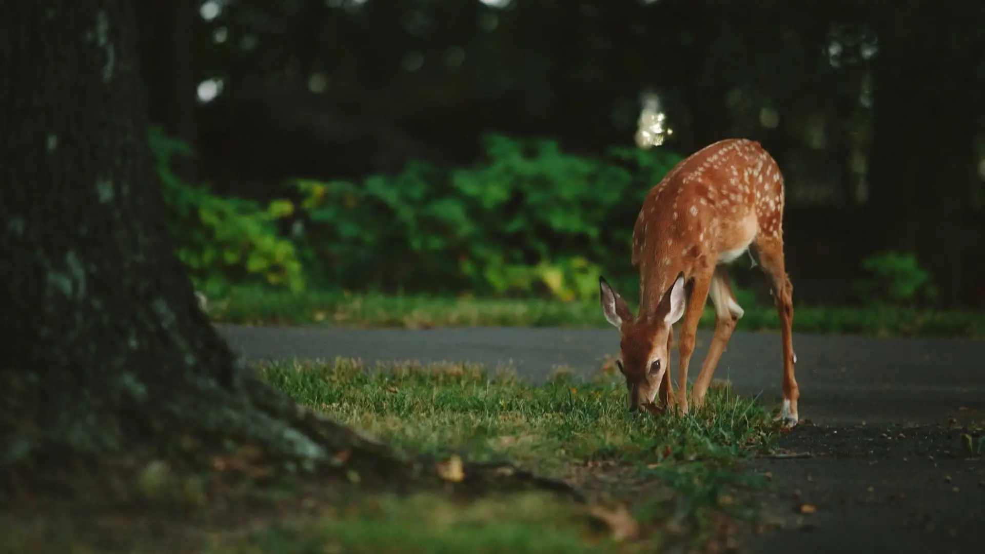 A young deer with white spots grazes on grass near a tree in a shaded, green park. The background is blurred with foliage and a paved path visible.