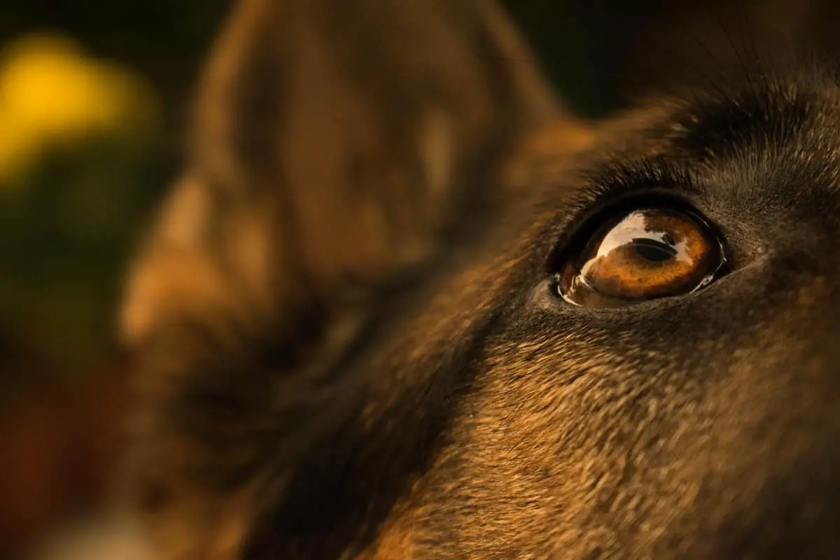 Close-up of a dogs face, focusing on its eye and fur. The dogs eye reflects light, showing detail and emotion, while the background is blurred. The image highlights the texture and color of the animals fur.