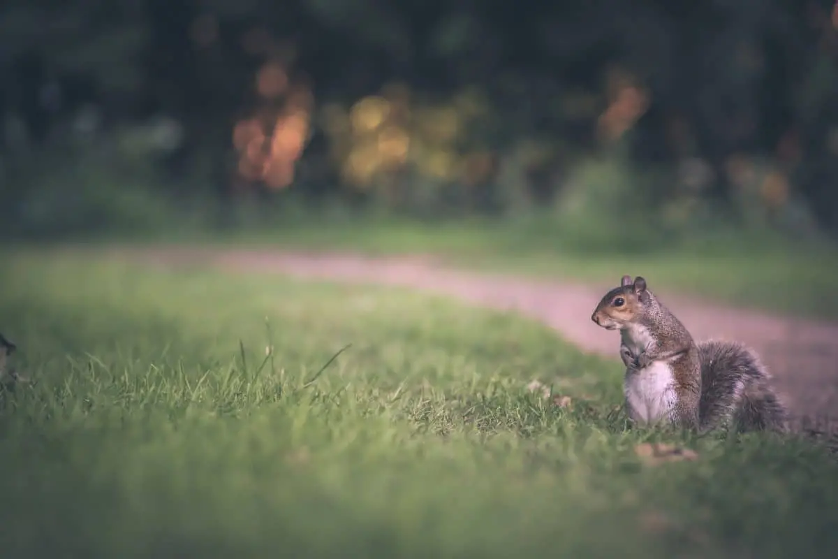 A gray squirrel sits upright on green grass near a dirt path, looking to the right, with a blurred background of trees and soft sunlight.