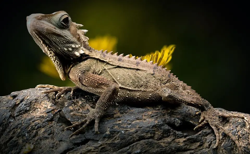 A brown lizard with textured, spiky skin is perched on a rough, dark rock. The background is blurred with hints of yellow and green, making the lizard the focal point of the image.