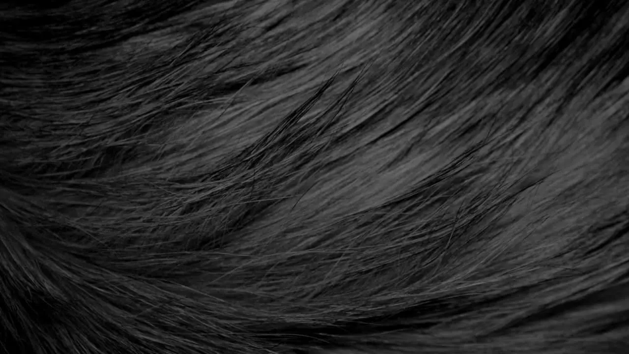 Close-up view of black or dark brown hair, showing fine strands and natural texture, with light reflecting off the smooth surface.