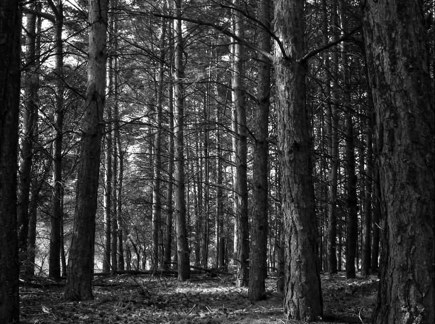 Black and white photo of a dense forest with tall, straight pine trees. Sunlight filters through the branches, casting shadows on the forest floor covered with fallen leaves and twigs.