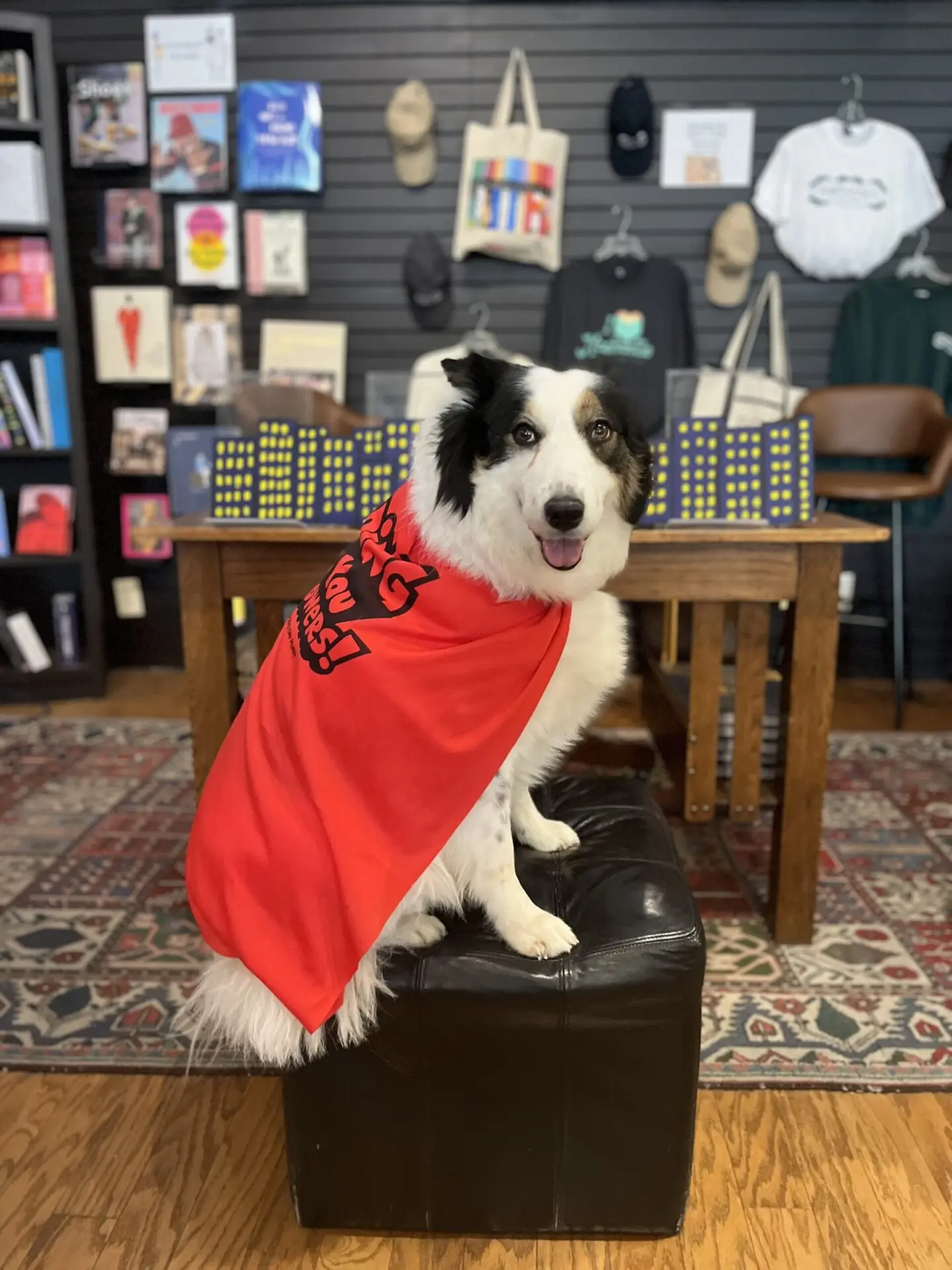 Therapy dog at Parnassus Books