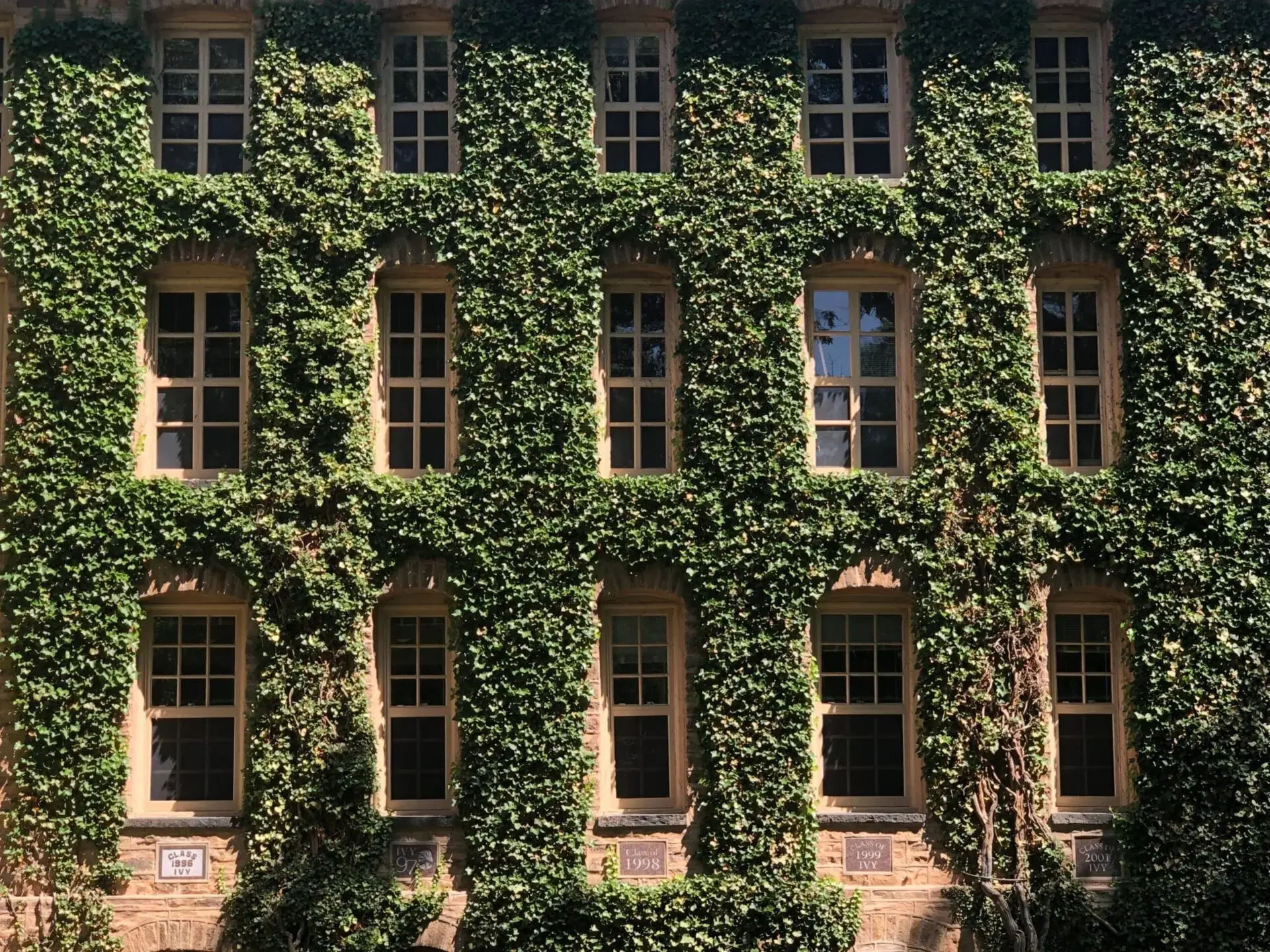 A building facade covered with thick green ivy, featuring rows of tall, rectangular windows framed by stone. Sunlight highlights the vibrant foliage climbing the wall.